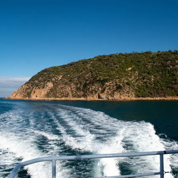 whale watching tours