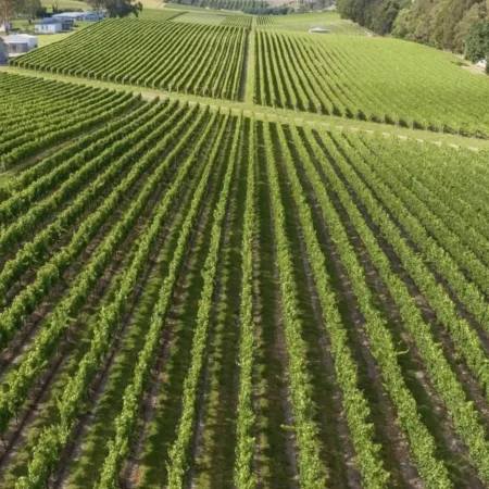 wine tasting tour yarra valley