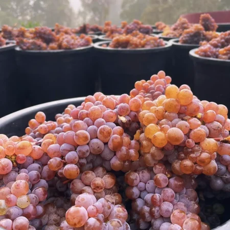 wine tour melbourne yarra valley