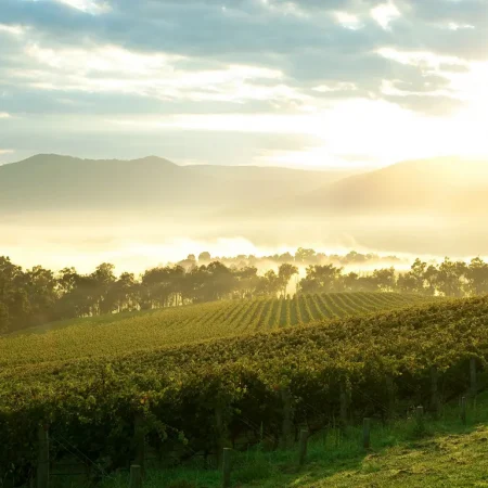 yarra valley tour from melbourne
