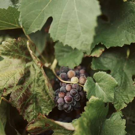 yarra valley tours