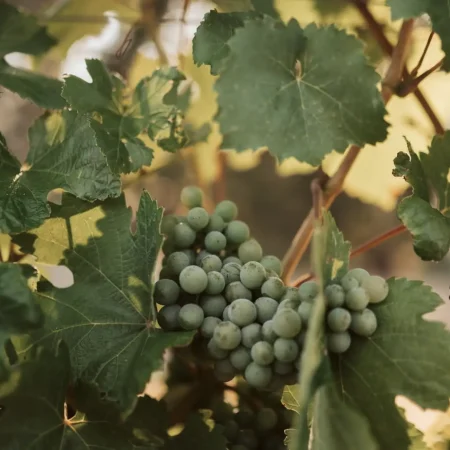 yarra valley wine tasting tours