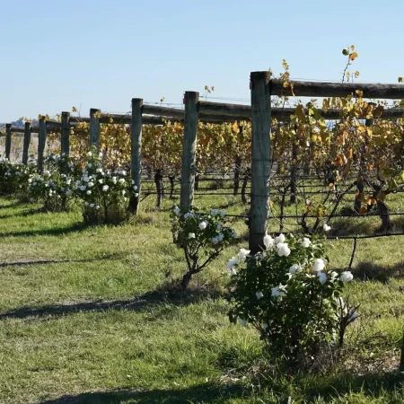 yarra valley wine tour