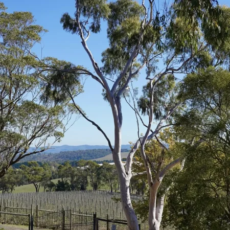 yarra valley wine tours from melbourne