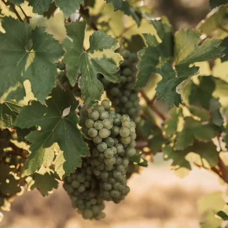 yarra valley wine tours