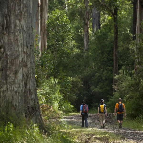 great ocean road overnight tour