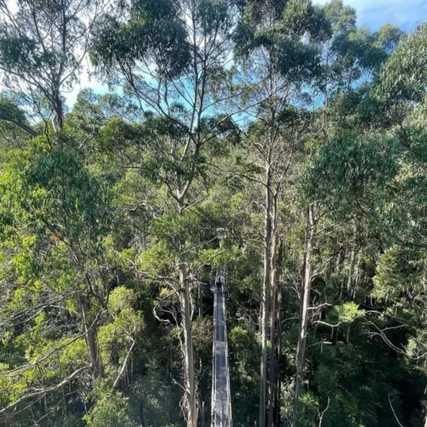 great otway national park things to do