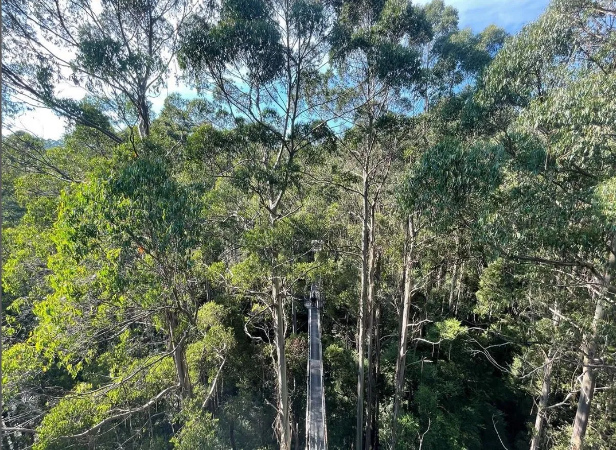 great otway national park things to do