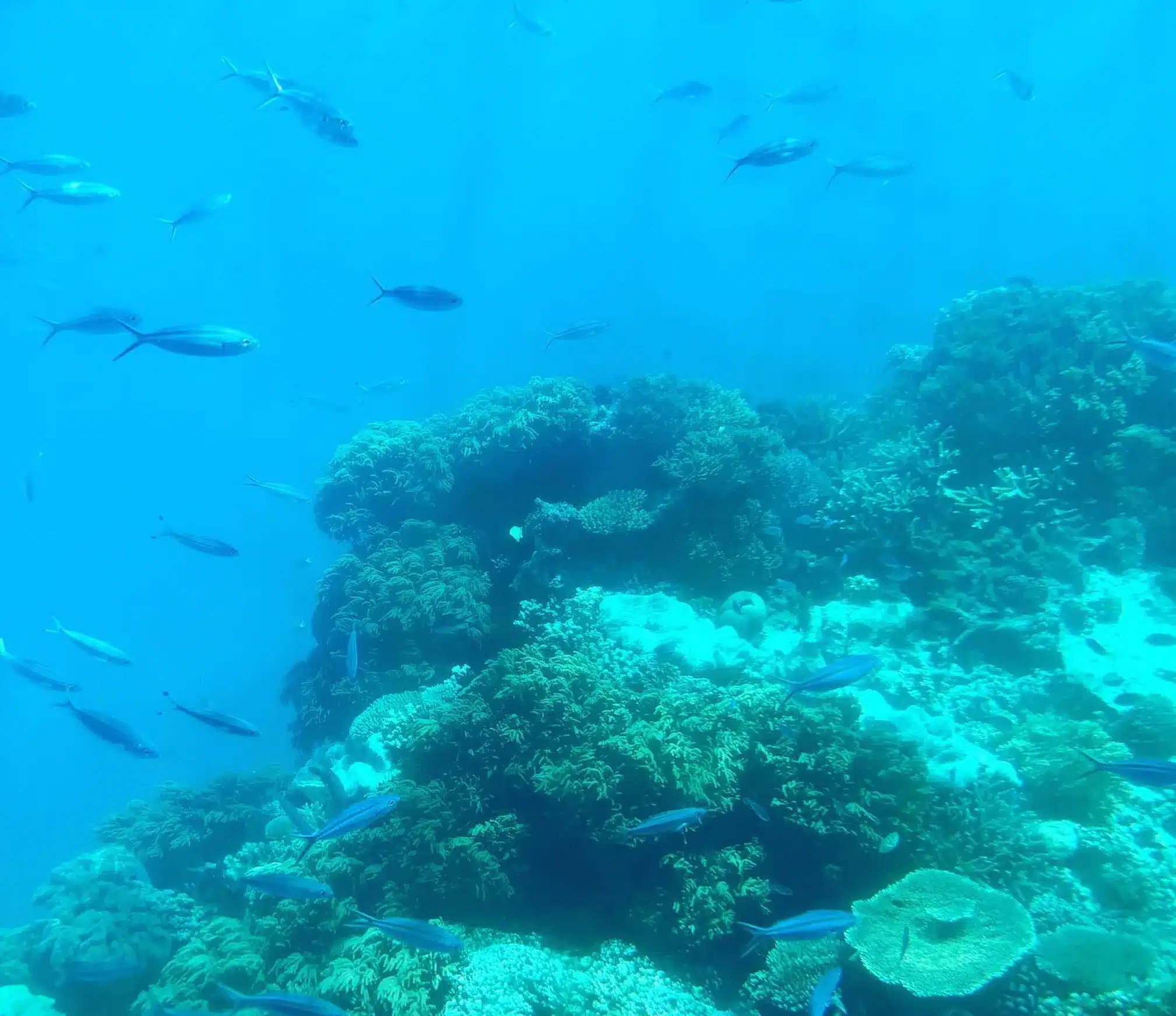 hidden costs on Great Barrier Reef tours