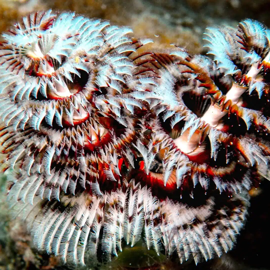 is Great Barrier Reef tourism bad for the environment