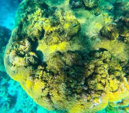 is Ningaloo Reef better than the Great Barrier Reef
