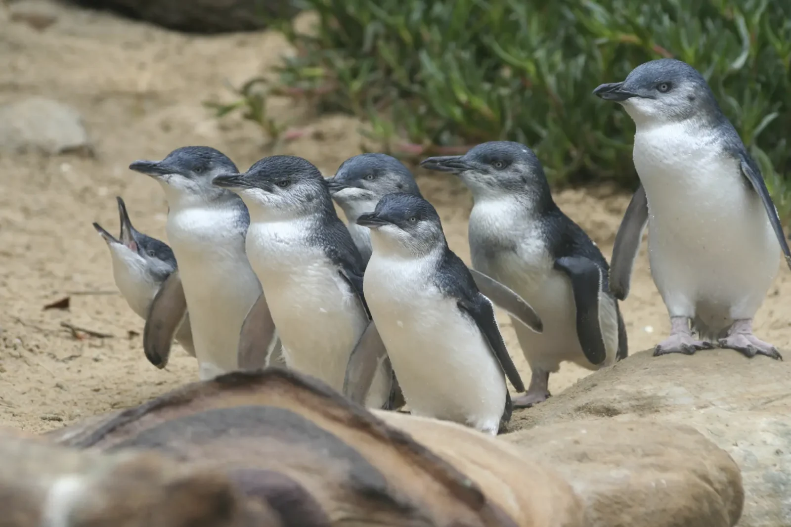 phillip island