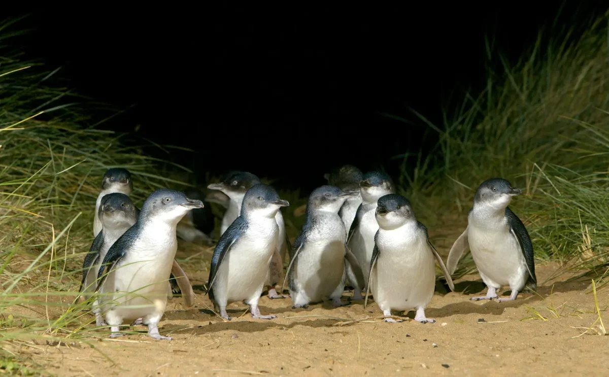 phillip island day tours