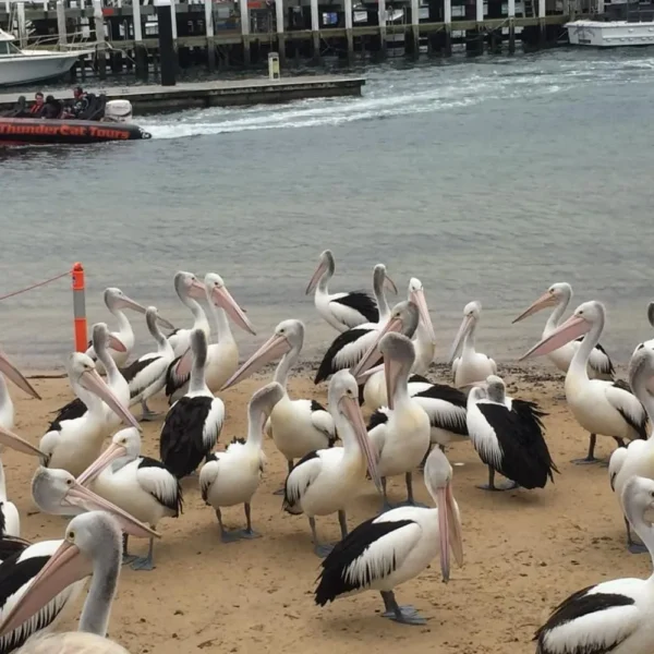 things to do at phillip island