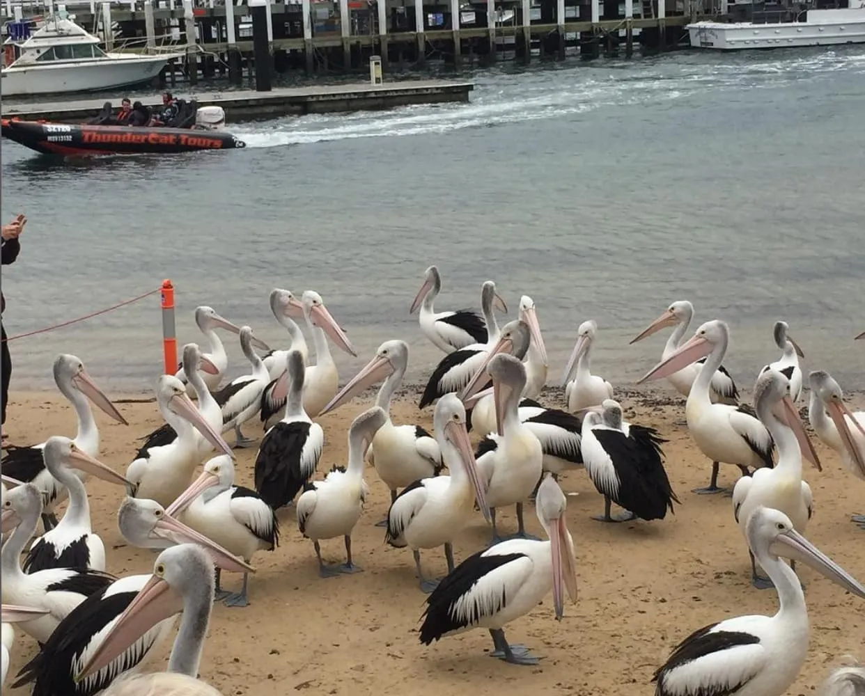 things to do at phillip island