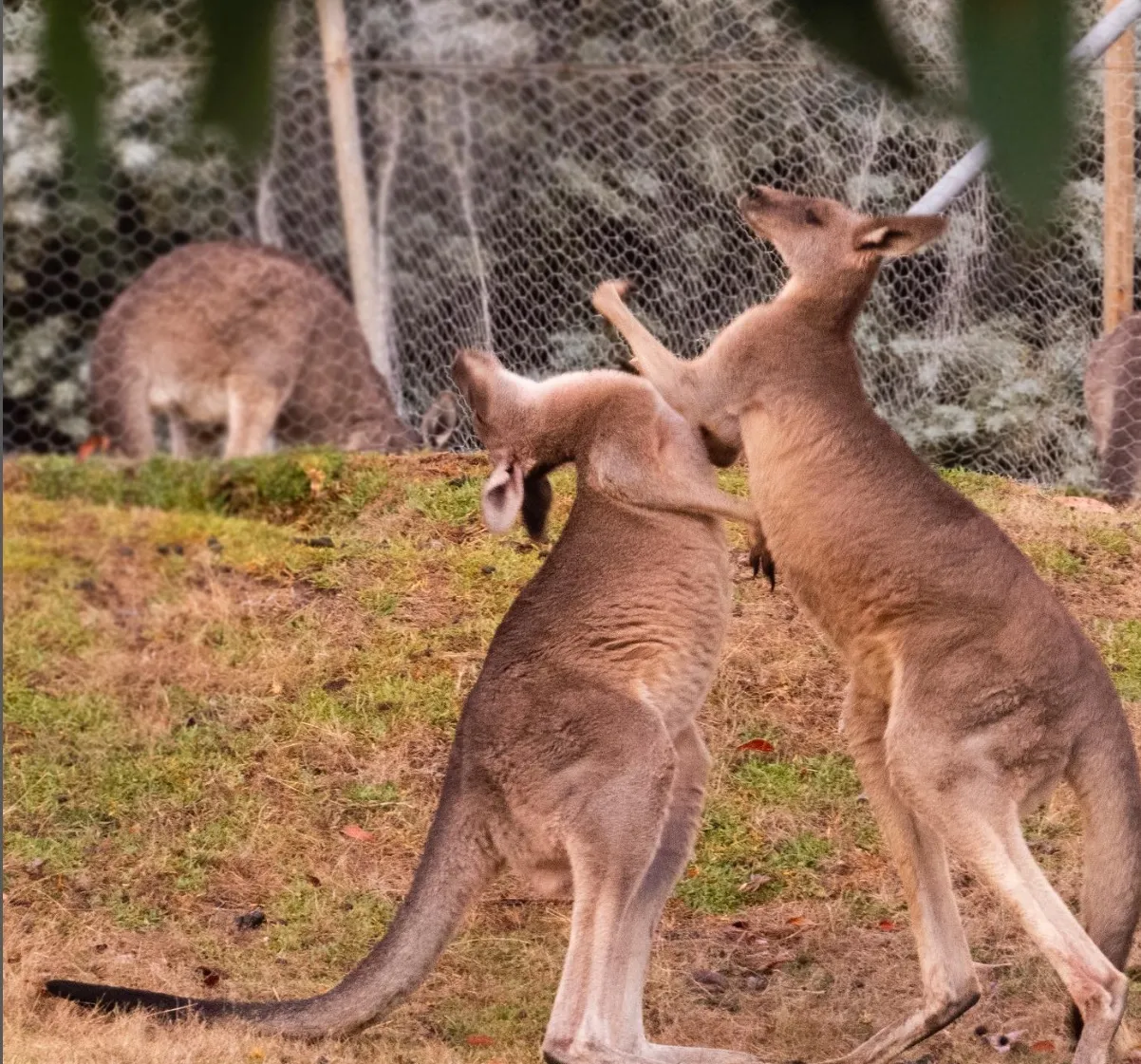 things to do at the grampians
