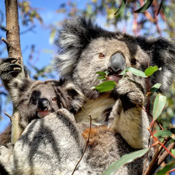 things to do in otway national park