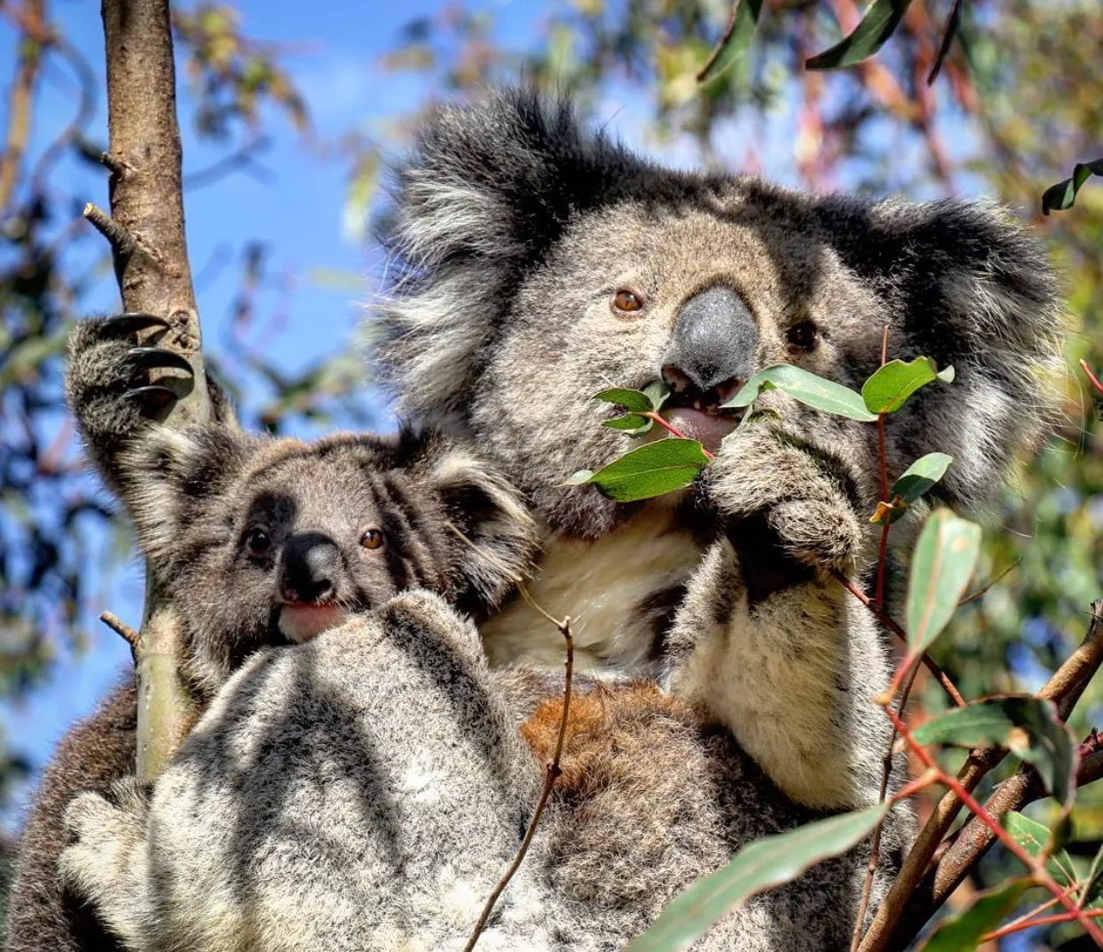 things to do in otway national park