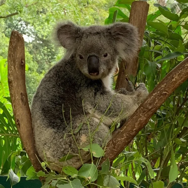 things to do in phillip island today