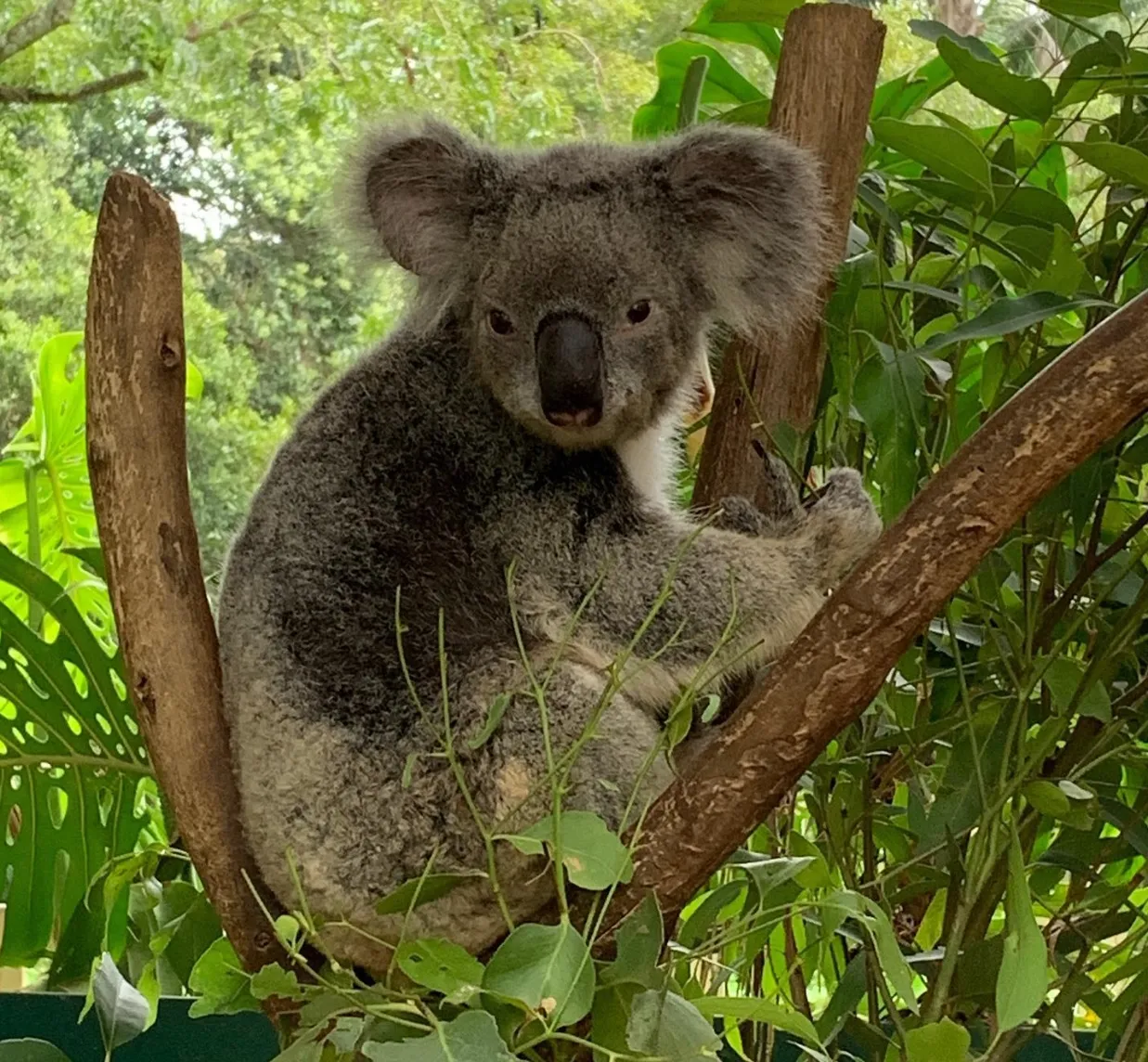 things to do in phillip island today