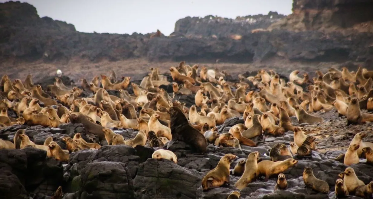 things to do on the way to phillip island