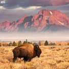 rockstarhazman66 Avatar